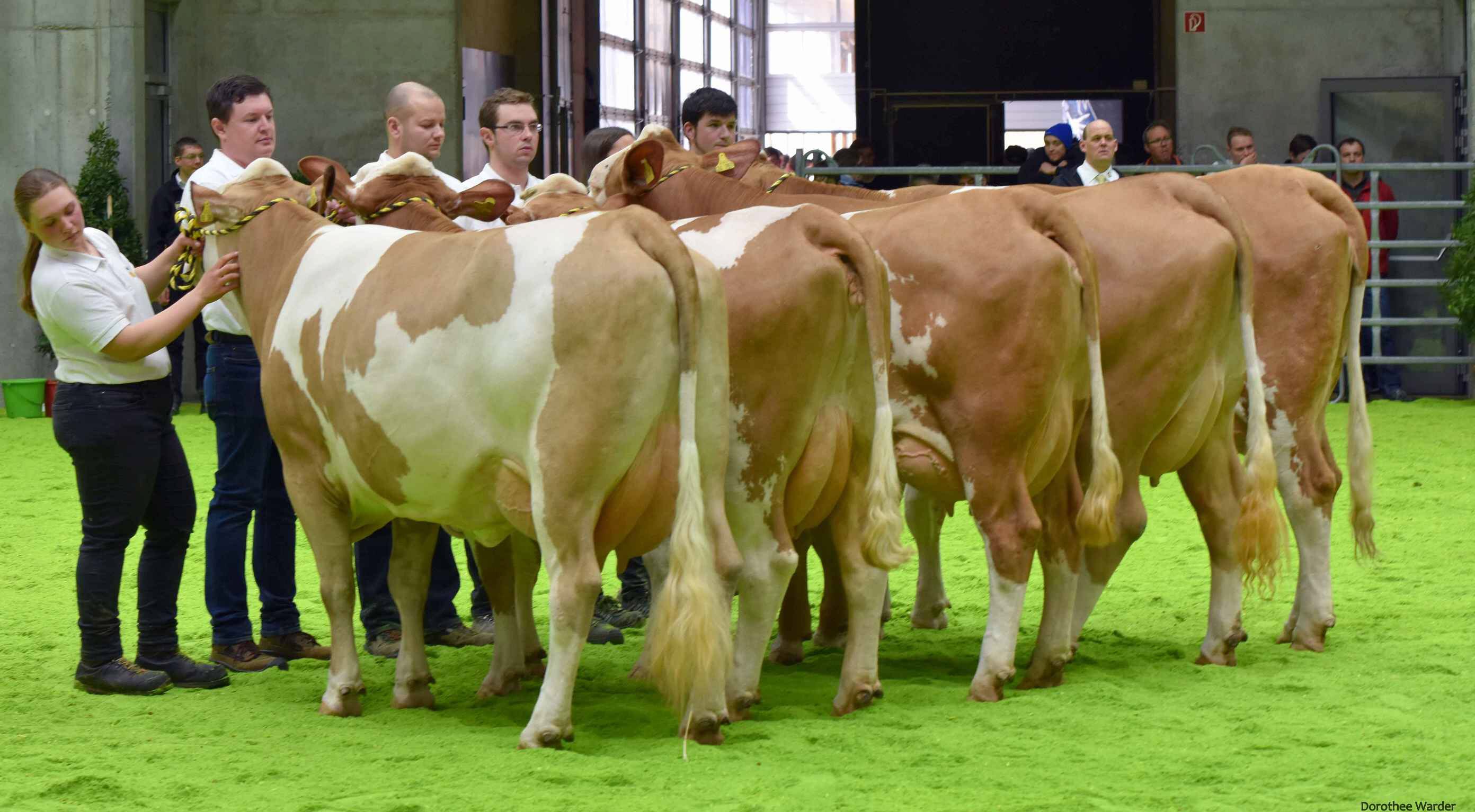 Die Kuh Malvle von Clemens  Baumann aus Hfingen war in der Nachzuchtgruppe des RBW-Vererbers Evra mit dabei.