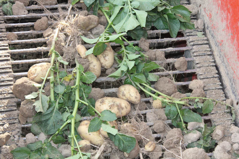 Die ersten Frhkartoffeln auf dem Roderband.