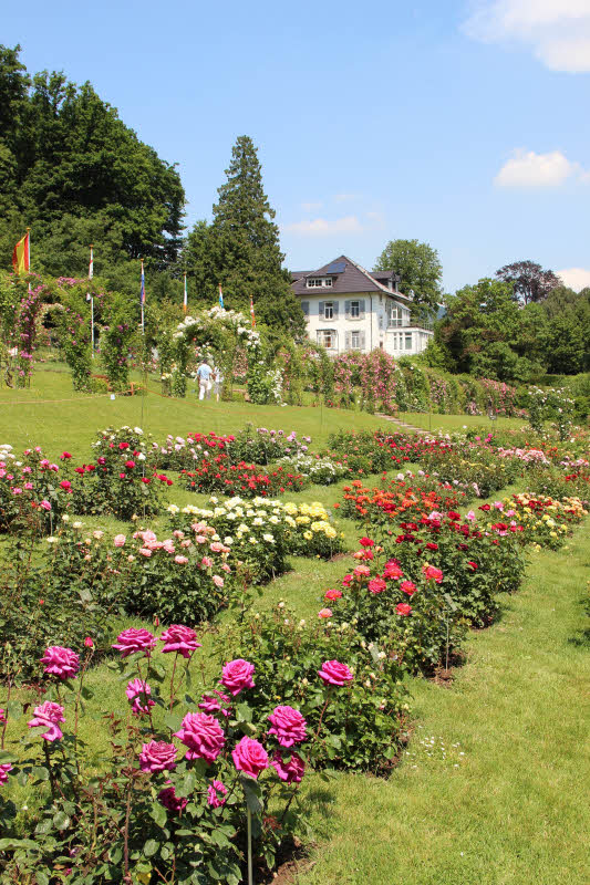 Fr Rosenfreundinnen und Rosenfreunde ein lebender Katalog  der Rosenneuheitengarten mit seiner Sortenflle in Baden-Baden.